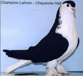 Lahore Champion Australien